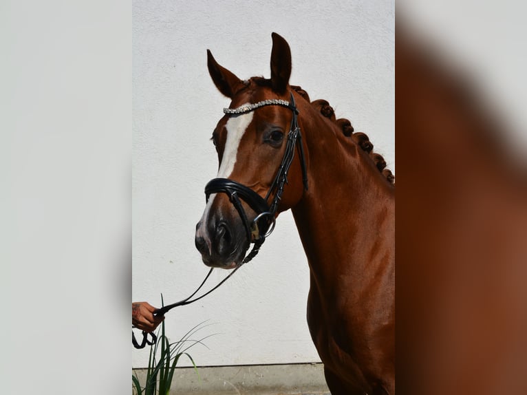 Duits sportpaard Merrie 5 Jaar 160 cm Vos in München