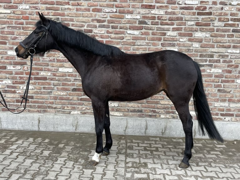 Duits sportpaard Merrie 5 Jaar 160 cm Zwart in Grevenbroich
