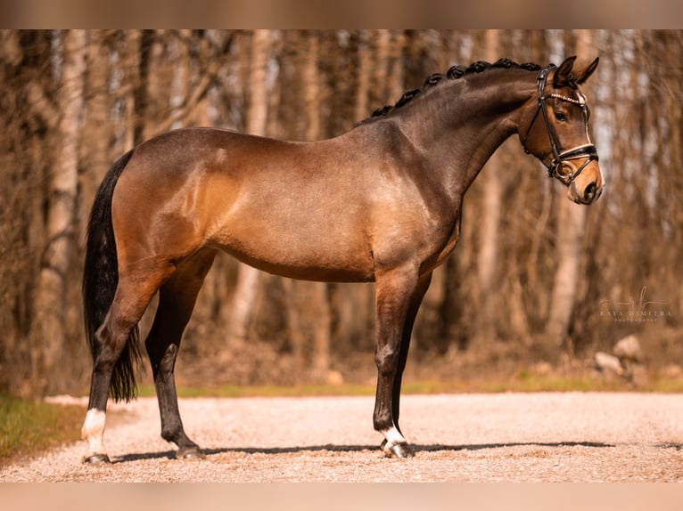 Duits sportpaard Merrie 5 Jaar 161 cm Donkerbruin in Wehringen