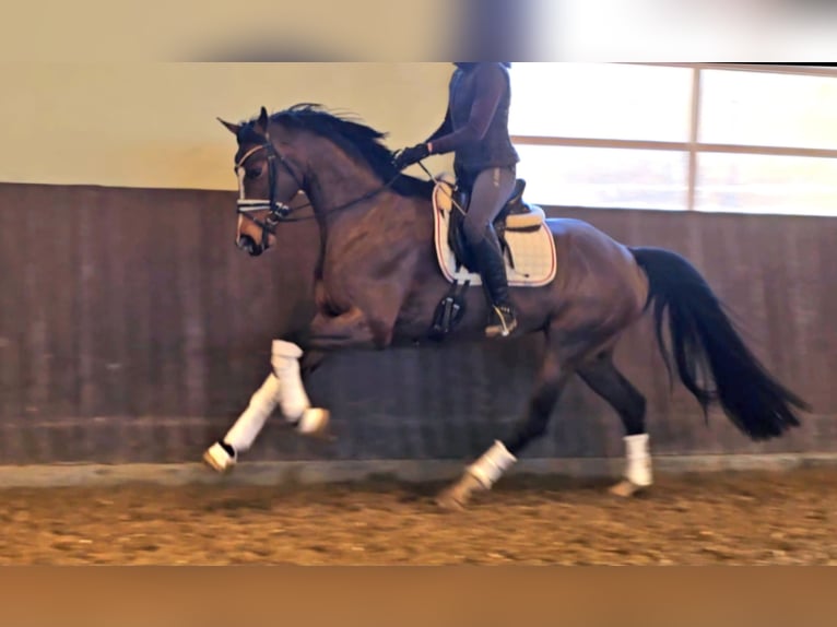 Duits sportpaard Merrie 5 Jaar 162 cm Bruin in Kamern