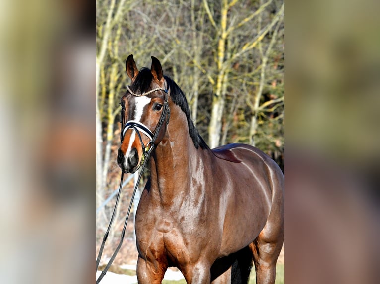 Duits sportpaard Merrie 5 Jaar 162 cm Bruin in Kamern