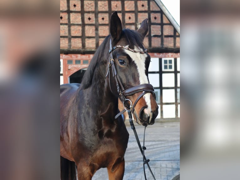 Duits sportpaard Merrie 5 Jaar 162 cm Bruin in Osnabrück