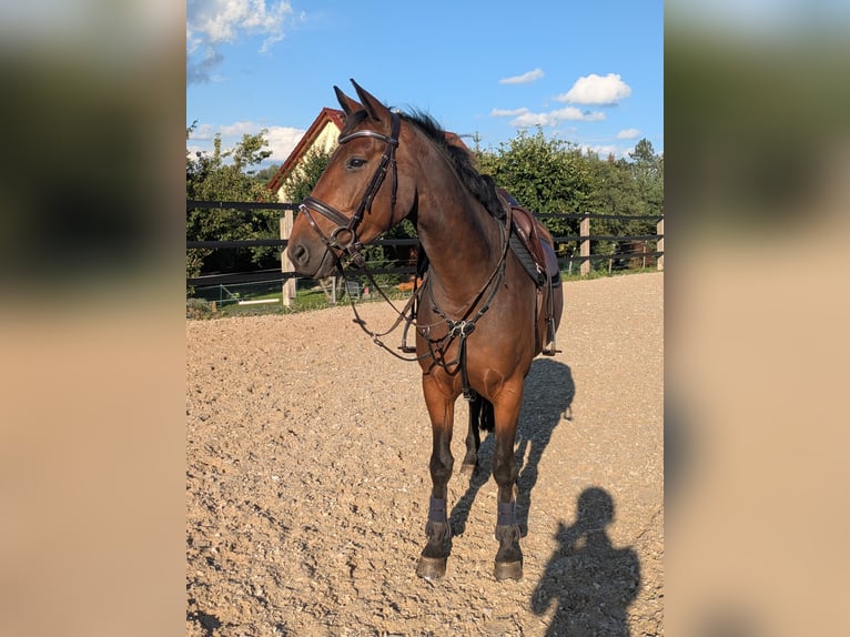 Duits sportpaard Merrie 5 Jaar 162 cm Bruin in Weischlitz