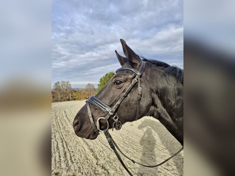 Duits sportpaard Merrie 5 Jaar 162 cm Zwart in Dischingen