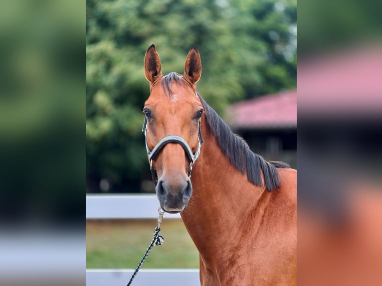 Duits sportpaard Merrie 5 Jaar 163 cm Bruin in Eimeldingen