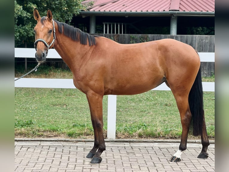 Duits sportpaard Merrie 5 Jaar 163 cm Bruin in Eimeldingen