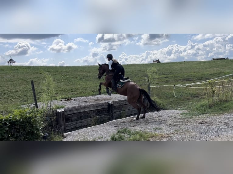 Duits sportpaard Merrie 5 Jaar 163 cm Bruin in Eimeldingen