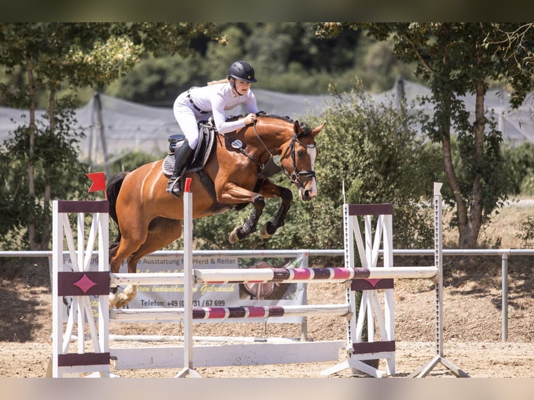 Duits sportpaard Merrie 5 Jaar 163 cm Bruin in Ravensburg
