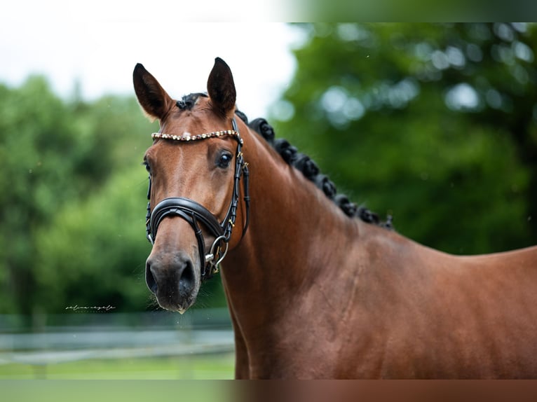 Duits sportpaard Merrie 5 Jaar 163 cm Bruin in Illertissen
