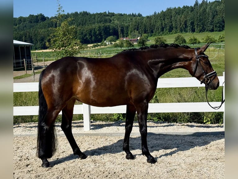 Duits sportpaard Merrie 5 Jaar 163 cm Donkerbruin in Ebenweiler