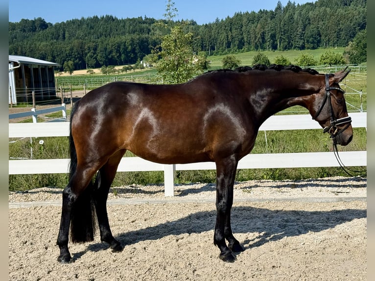 Duits sportpaard Merrie 5 Jaar 163 cm Donkerbruin in Ebenweiler