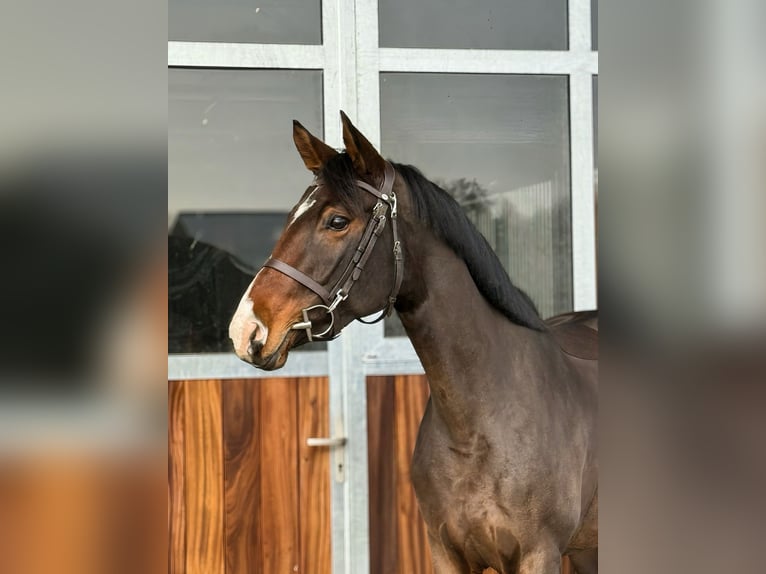 Duits sportpaard Merrie 5 Jaar 163 cm Donkerbruin in Kamenz