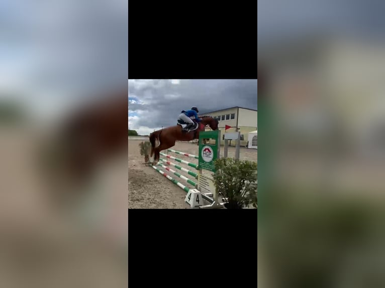 Duits sportpaard Merrie 5 Jaar 163 cm Vos in Kitzscher