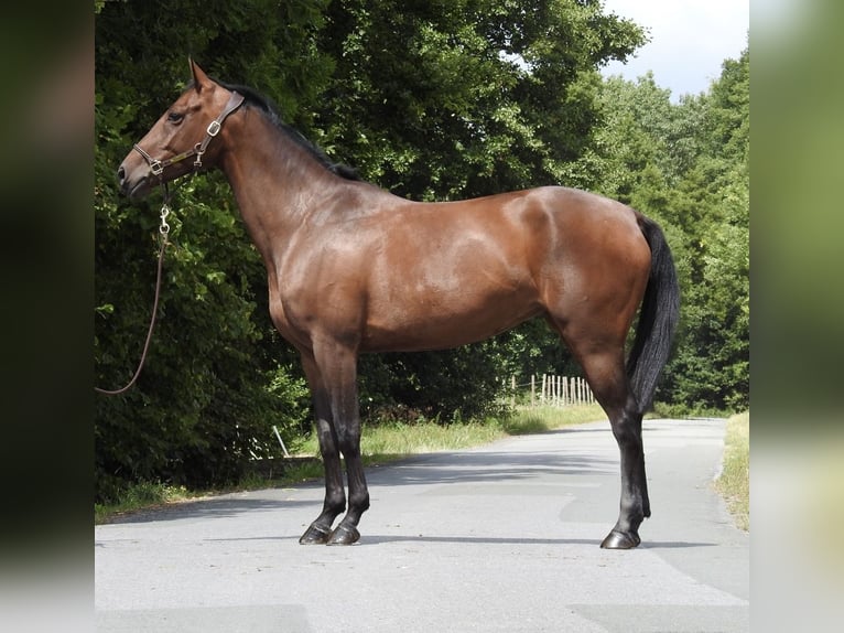 Duits sportpaard Merrie 5 Jaar 164 cm Bruin in Verl