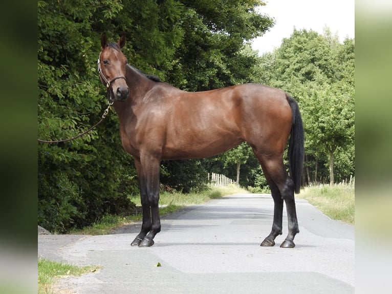 Duits sportpaard Merrie 5 Jaar 164 cm Bruin in Verl