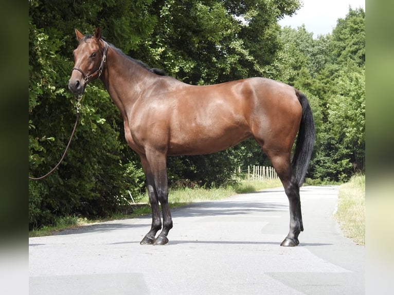 Duits sportpaard Merrie 5 Jaar 164 cm Bruin in Verl