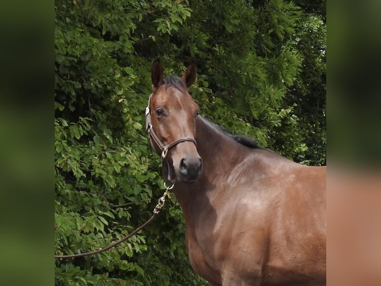 Duits sportpaard Merrie 5 Jaar 164 cm Bruin in Verl