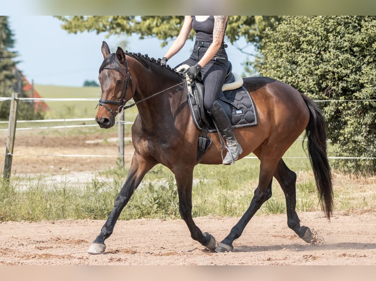Duits sportpaard Merrie 5 Jaar 164 cm Donkerbruin in Herzogswalde
