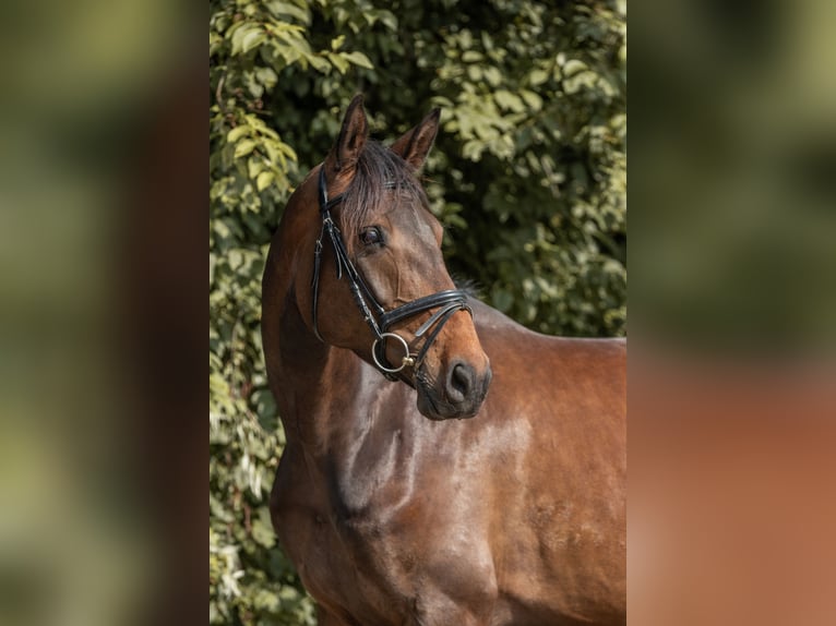 Duits sportpaard Merrie 5 Jaar 164 cm Donkerbruin in Herzogswalde