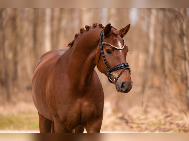 Duits sportpaard Merrie 5 Jaar 164 cm Donkere-vos in Wehringen