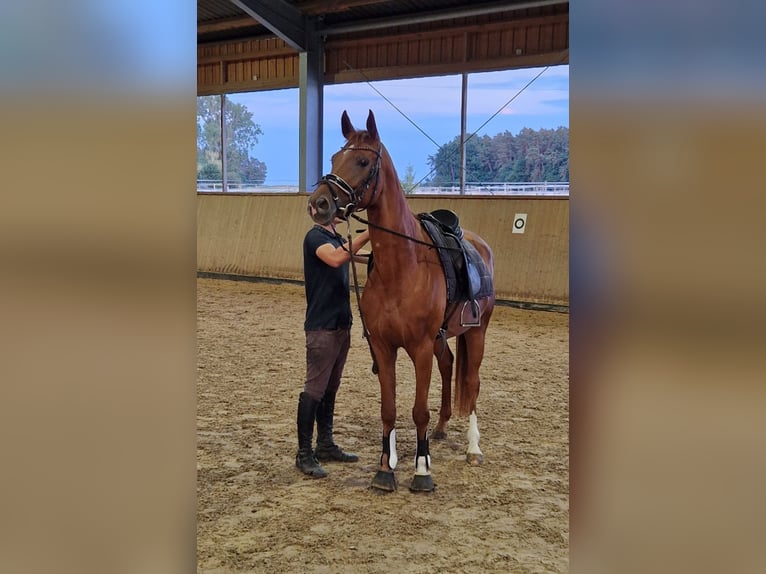 Duits sportpaard Merrie 5 Jaar 164 cm Vos in Bad Birnbach