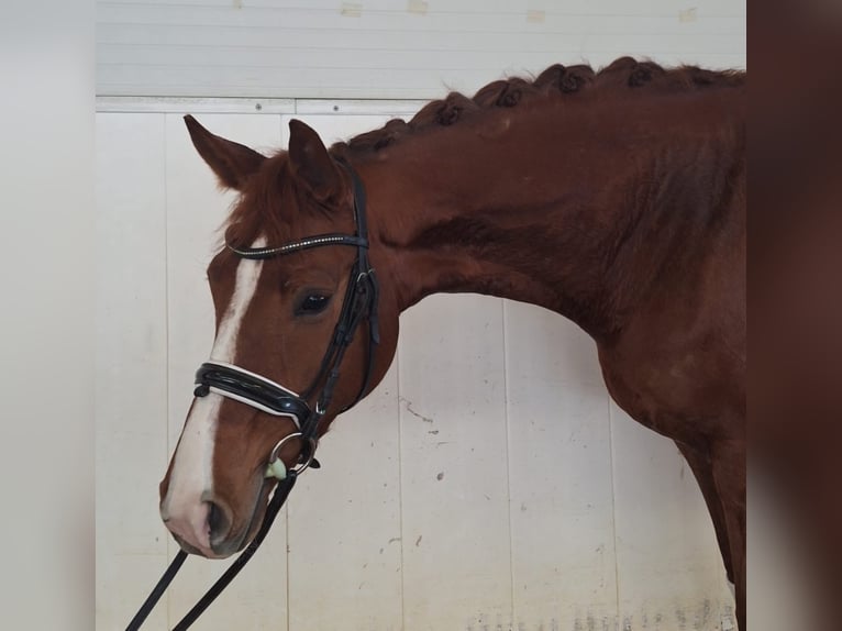 Duits sportpaard Merrie 5 Jaar 164 cm Vos in Bad Wörishofen