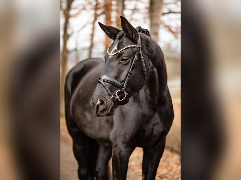Duits sportpaard Merrie 5 Jaar 164 cm Zwart in Bayreuth
