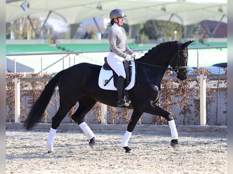 Duits sportpaard Merrie 5 Jaar 164 cm Zwart in Moritzburg
