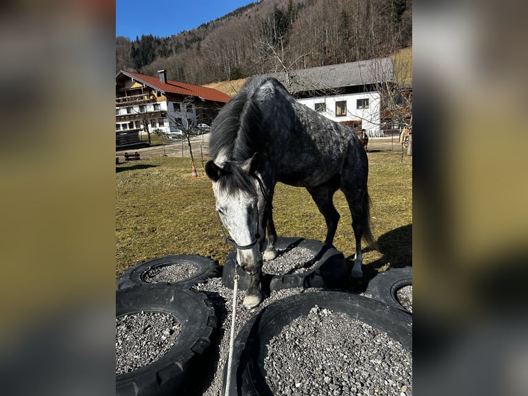 Duits sportpaard Merrie 5 Jaar 165 cm Appelschimmel in Innerschwand am Mondsee