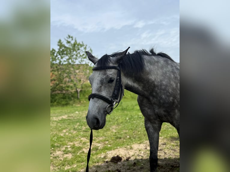 Duits sportpaard Merrie 5 Jaar 165 cm Appelschimmel in Innerschwand am Mondsee