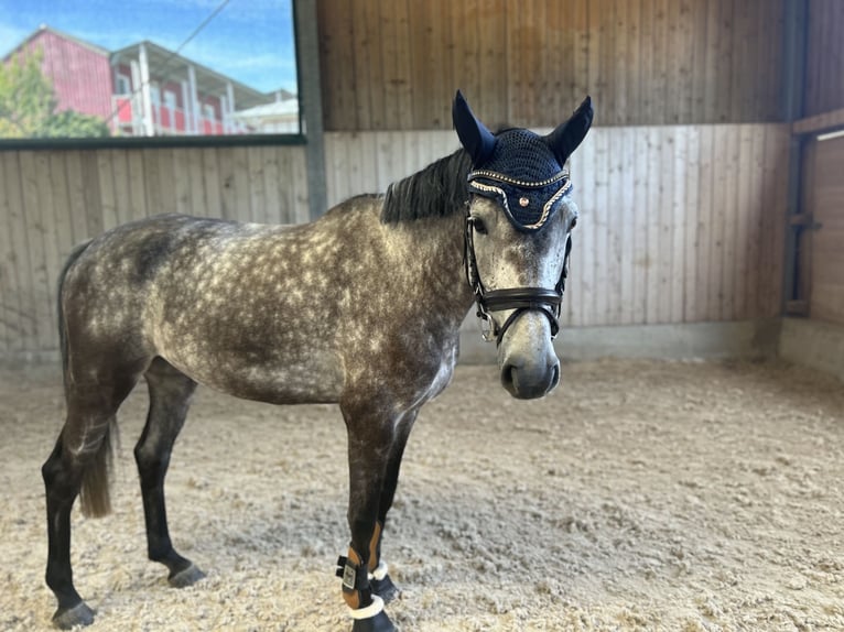 Duits sportpaard Merrie 5 Jaar 165 cm Appelschimmel in Runding