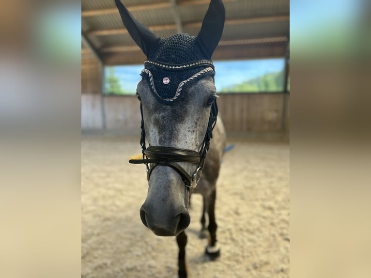 Duits sportpaard Merrie 5 Jaar 165 cm Appelschimmel in Runding