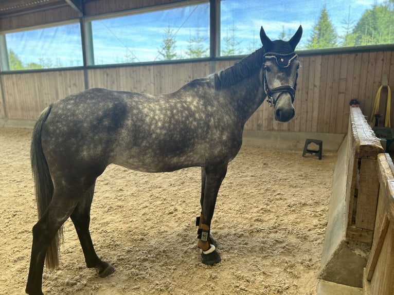 Duits sportpaard Merrie 5 Jaar 165 cm Appelschimmel in Runding