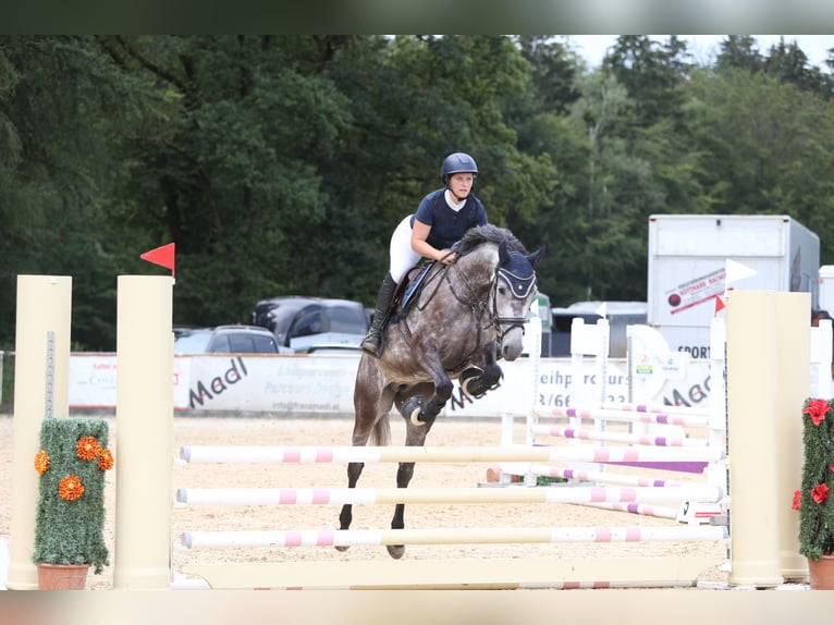 Duits sportpaard Merrie 5 Jaar 165 cm Appelschimmel in Runding