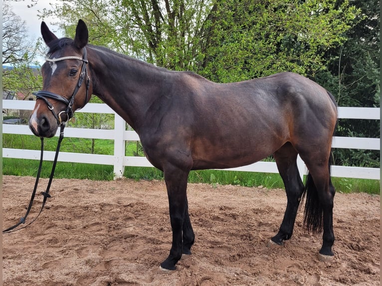 Duits sportpaard Merrie 5 Jaar 165 cm Bruin in Kirchberg