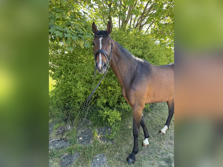 Duits sportpaard Merrie 5 Jaar 165 cm Bruin in Münsingen