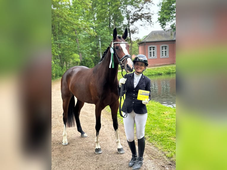 Duits sportpaard Merrie 5 Jaar 165 cm Bruin in Neuss