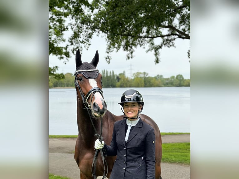 Duits sportpaard Merrie 5 Jaar 165 cm Bruin in Neuss