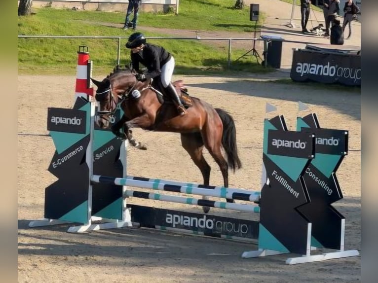 Duits sportpaard Merrie 5 Jaar 165 cm Bruin in Neuss