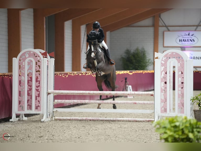 Duits sportpaard Merrie 5 Jaar 165 cm Bruin in Neuss