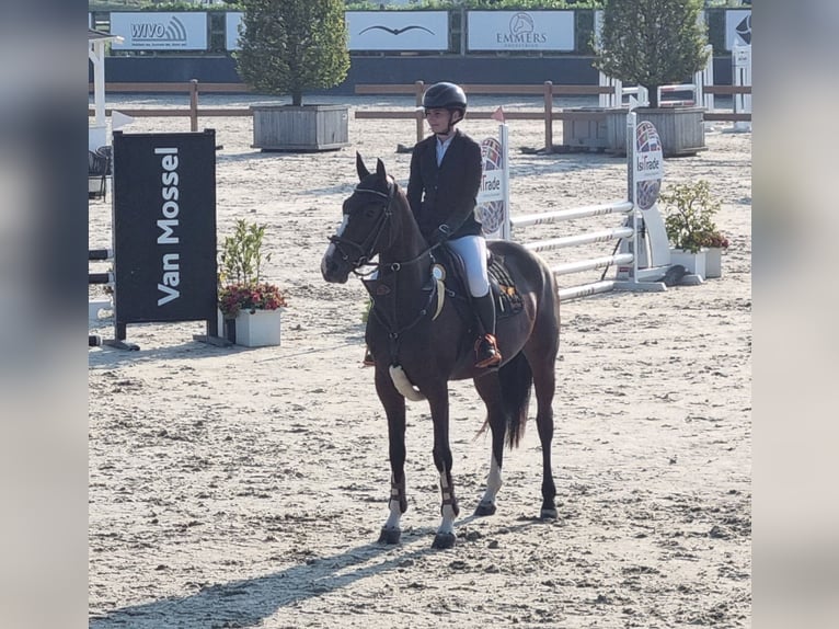 Duits sportpaard Merrie 5 Jaar 165 cm Bruin in Neuss