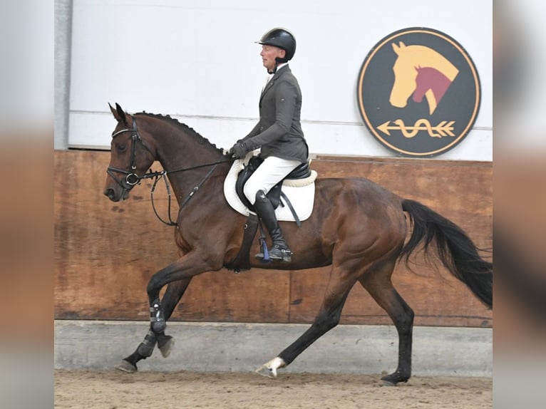 Duits sportpaard Merrie 5 Jaar 165 cm Bruin in Danewitz