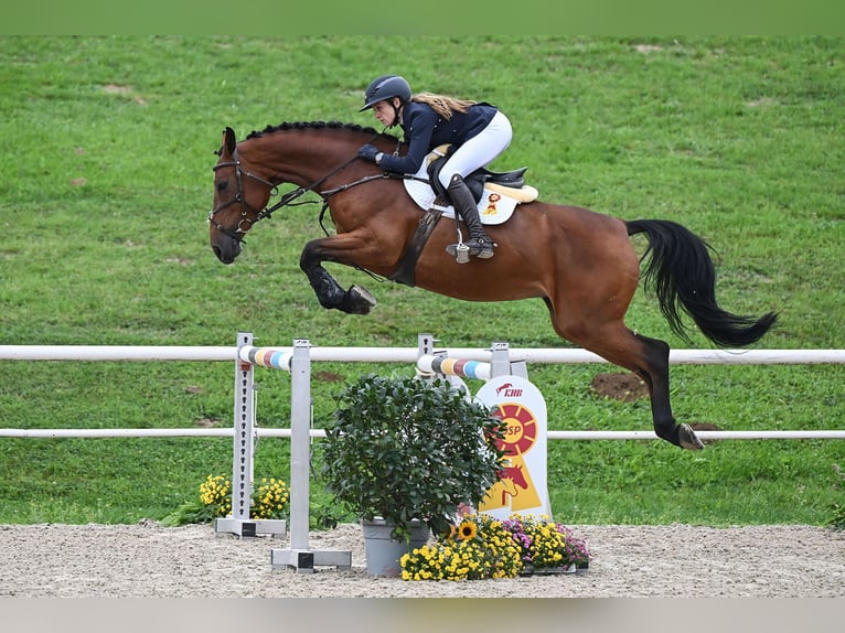 Duits sportpaard Merrie 5 Jaar 165 cm Bruin in Gomadingen