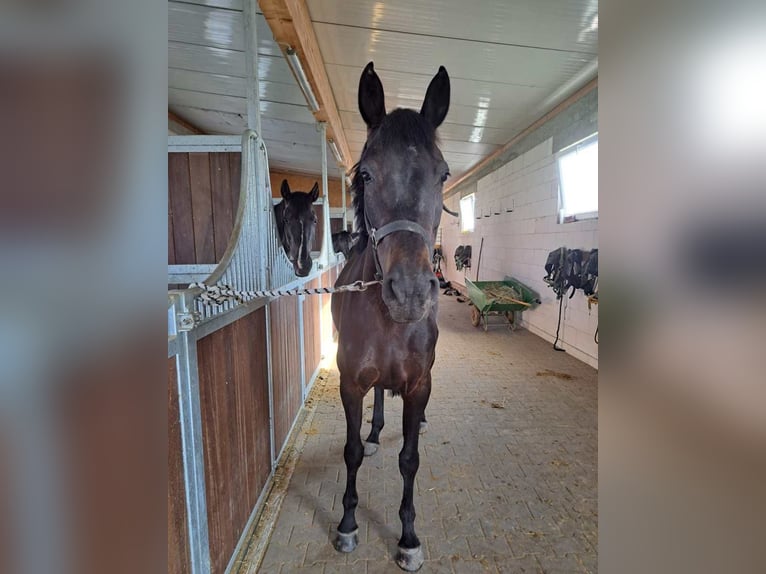 Duits sportpaard Merrie 5 Jaar 165 cm Donkerbruin in Viernheim