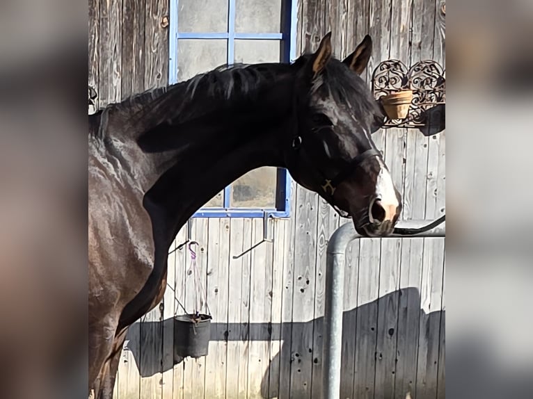 Duits sportpaard Merrie 5 Jaar 165 cm Donkerbruin in Laaber