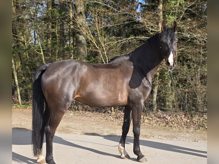 Duits sportpaard Merrie 5 Jaar 165 cm Donkerbruin in Laaber