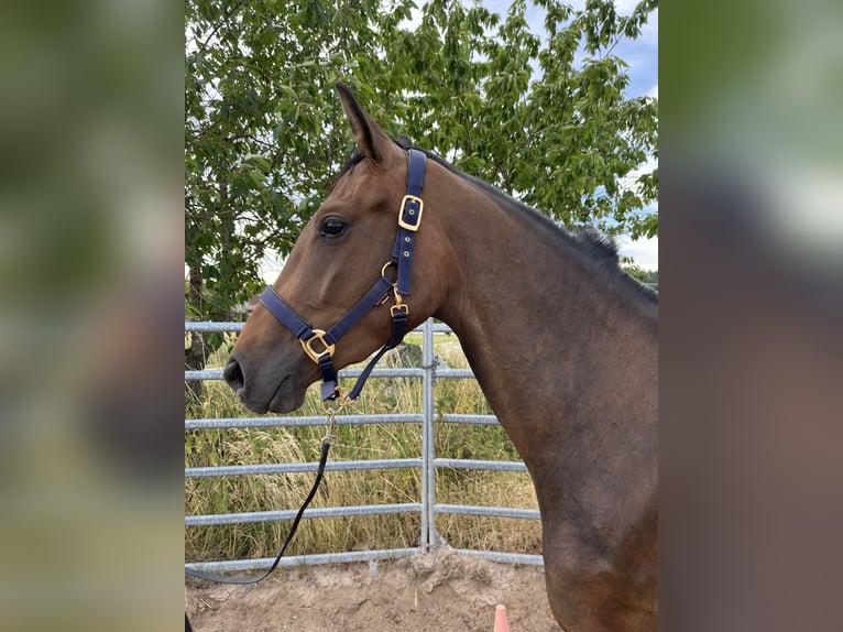 Duits sportpaard Merrie 5 Jaar 165 cm Donkerbruin in Schopfloch