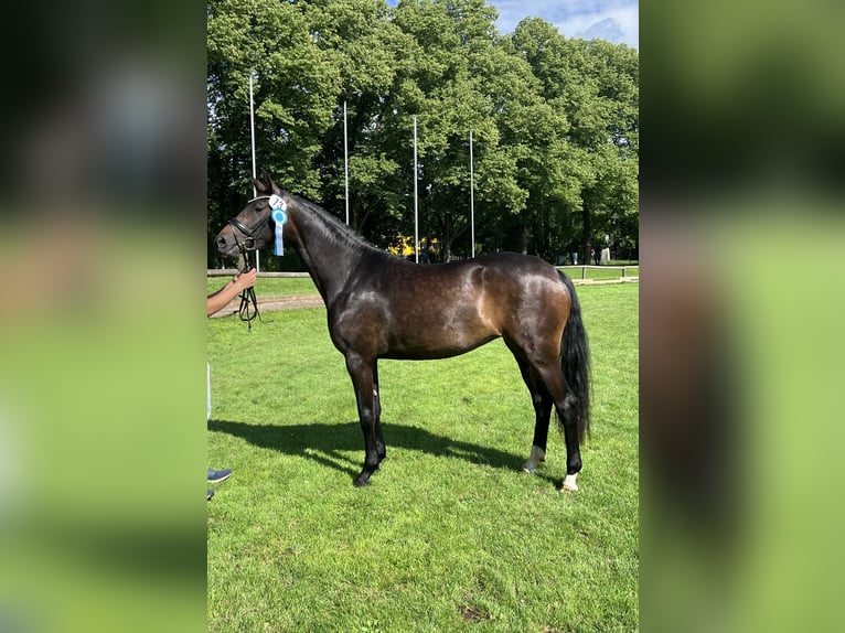 Duits sportpaard Merrie 5 Jaar 165 cm Donkerbruin in Neunburg vorm Wald