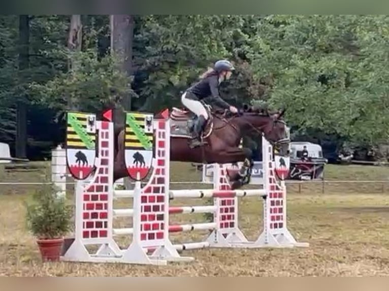 Duits sportpaard Merrie 5 Jaar 165 cm Donkerbruin in Braunschweig