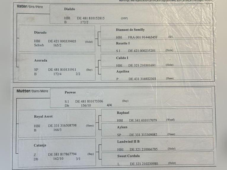 Duits sportpaard Merrie 5 Jaar 165 cm Donkerbruin in F&#xFC;rth